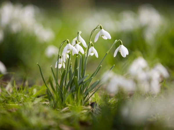 Snowdrop tours with the Garden Team