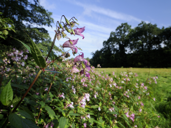 Himalayan Balsam Picking Days
