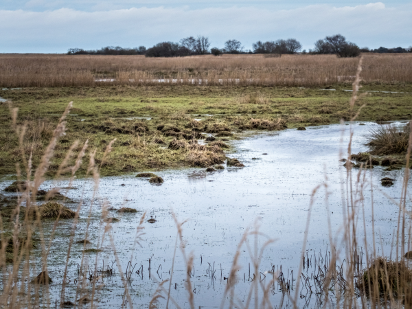 Autumn Ramble at Heigham Holmes