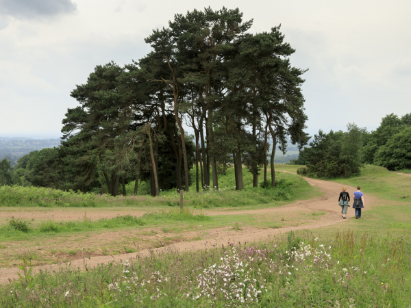 Guided Walk - Wellbeing Walk