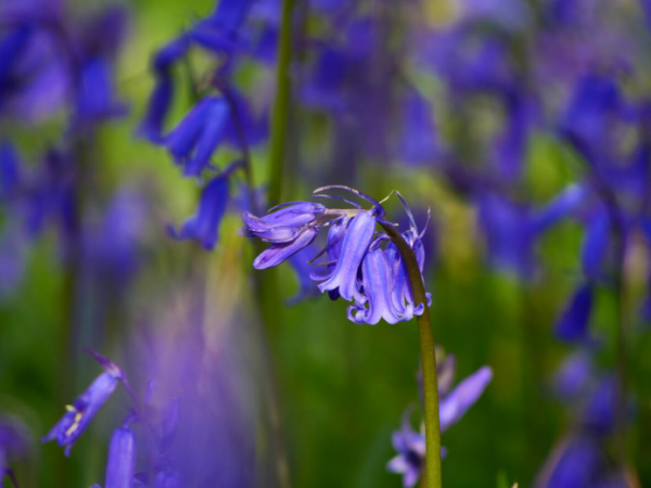 Ruby Plants a Radish: radish planting sessions