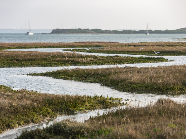 'Newtown: From a Medieval town to a saltmarsh' Guided Walk