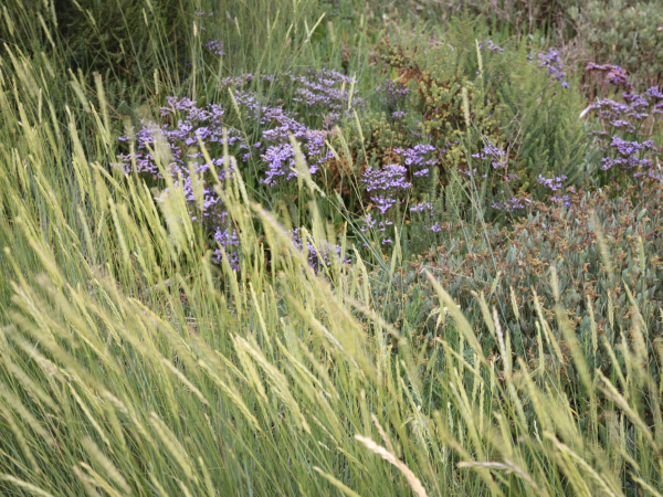 Printing with Plants on Northey Island