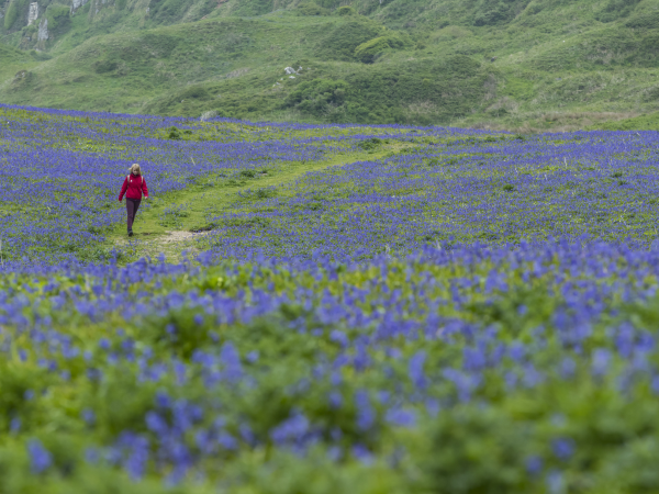 Wildflower Walk - White Park Bay