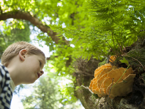 Family craft workshop - Mushroom printing