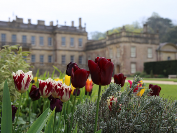 Tulip mania: watercolour workshops