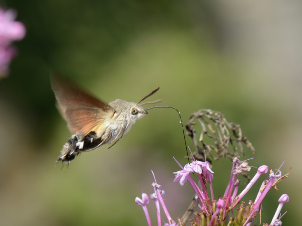 Moth Morning 2025