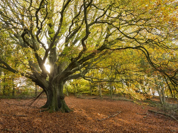 Guided Walk - Autumn Colour Walks