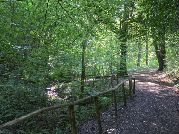 Sociable Walks in the Woodland