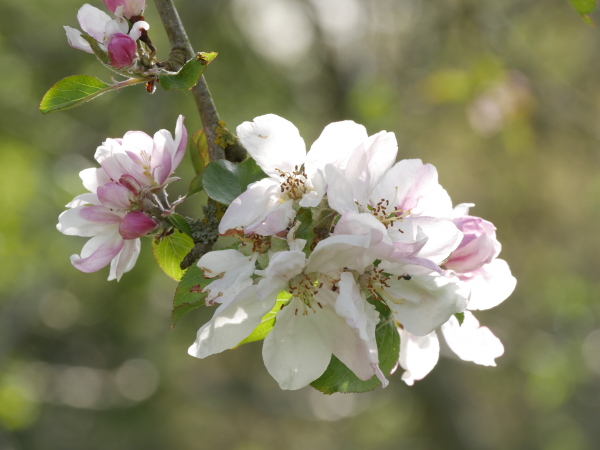 Lanterns of Hope: North East in Blossom 2026