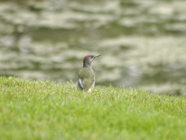 Parkland Bird Walk