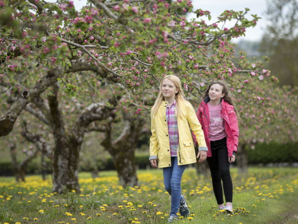 North East in Blossom 2025: Blossom bathing for families at Crook Hall Gardens