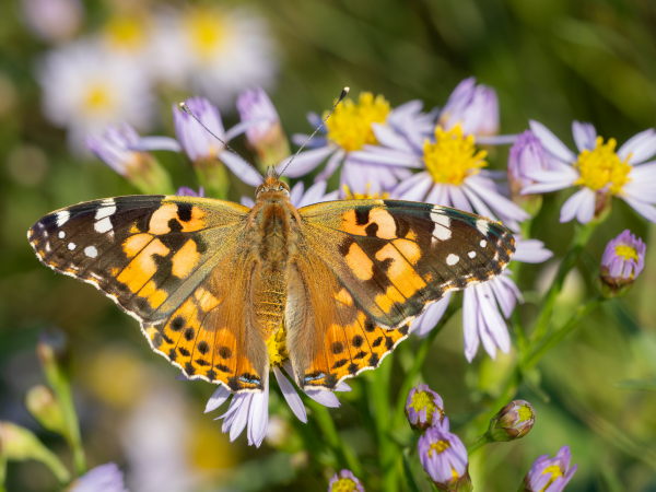 Plants, butterflies, and birds
