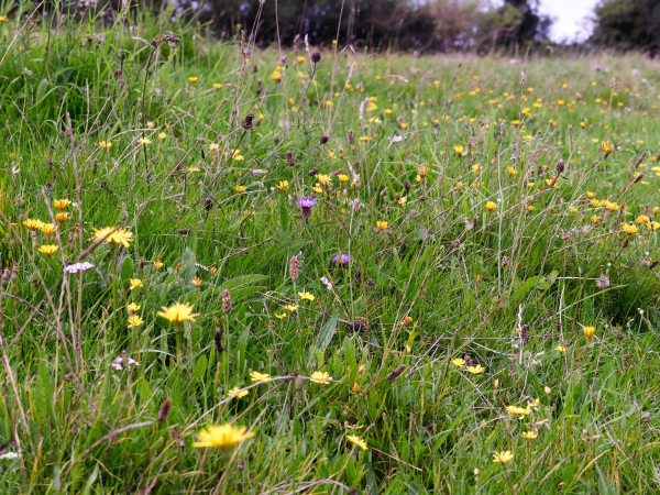 Guided wildflower walk at Southdown Farm