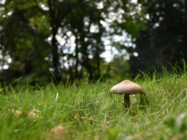 Fascinating Fungi Guided Walk