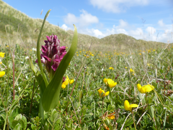 Secrets of Sandscale's Orchids