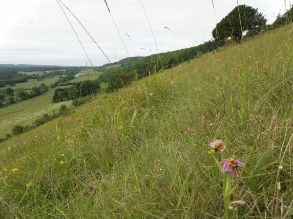 Medicinal herb walk and balm making workshop