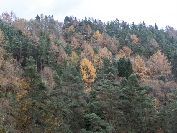 Volunteering day: Beech thinning