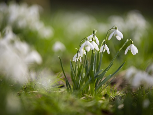 Snowdrop Weekends
