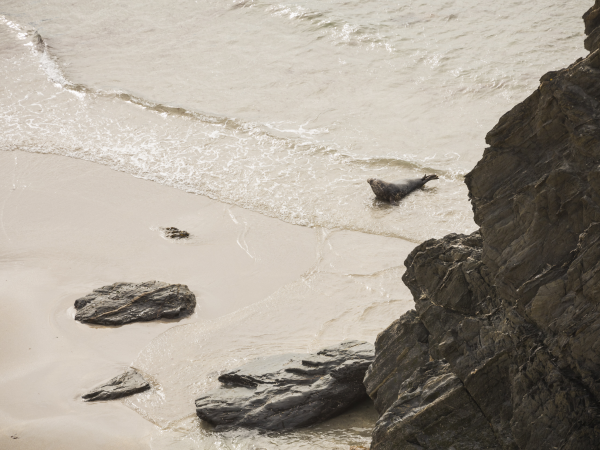 Teithiau cerdded i wylio morloi bach ym Marloes / Autumn seal pup walks Marloes