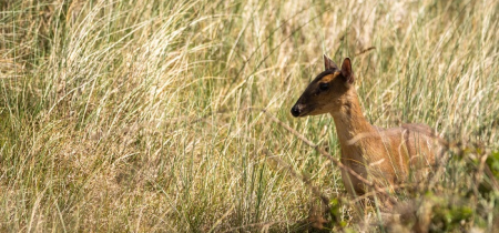 Red, Muntjac or Chinese Deer?