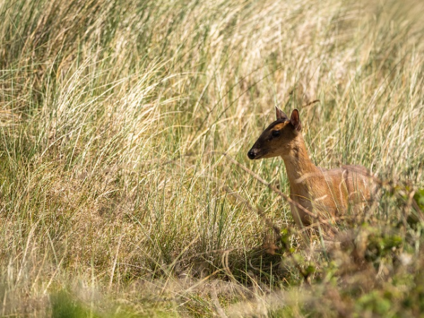 Red, Muntjac or Chinese Deer?