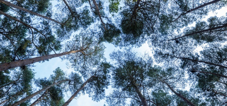 Late-summer Forest Bathe