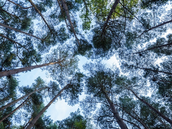 Late Summer Forest Bathe at Sutton Hoo
