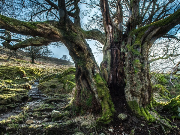 Guided by Nature: Veteran Tree Walk