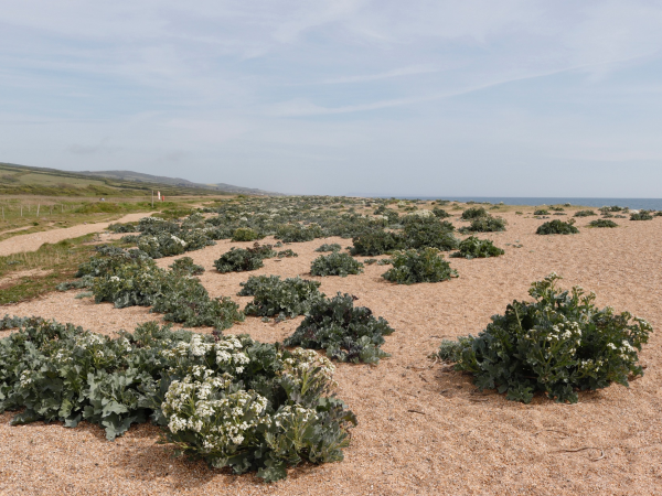 Cogden Beach - a free guided walk through historic landscape with WW11 defences
