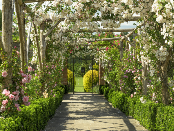 'Roses and Margaret Greville' - a talk by Natan Cointet