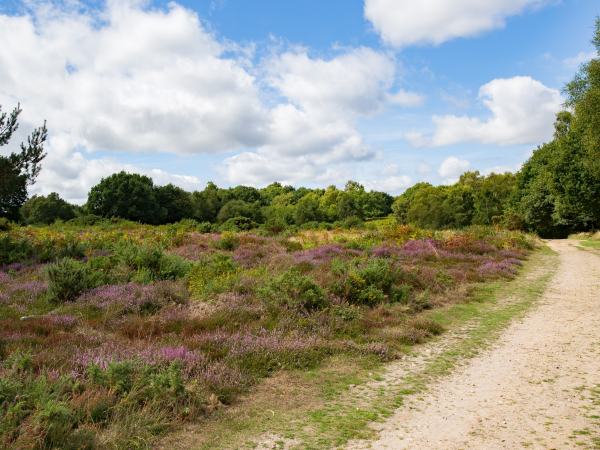 Butterfly Walk on Headley Heath