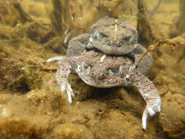 A Night with the Natterjacks