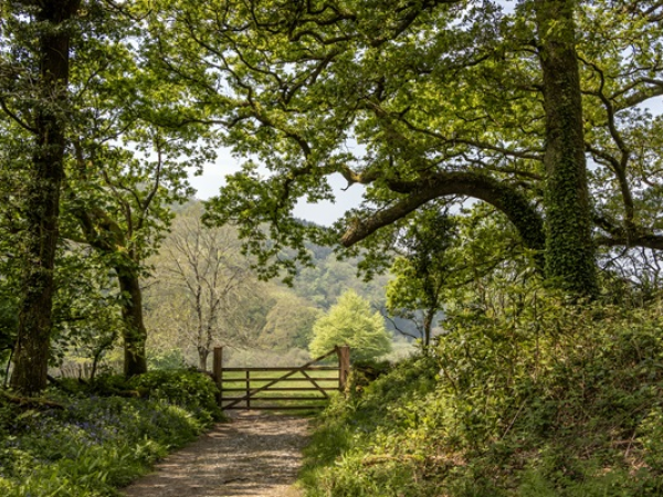 Guided wider estate walks - Why is Arlington looking wilder?
