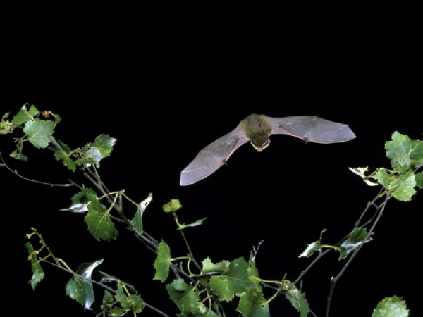 Bat Walk - Canons Ashby