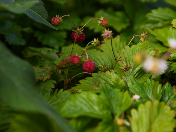 Blossom & Bloomtown: Strawberry Blossoms Workshop