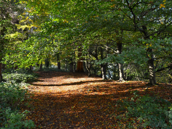 Ranger Walk, Wellbeing Walk-part of the Great Big Green Week