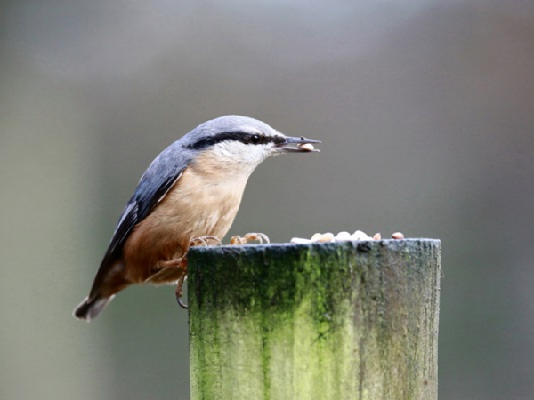 Willow Bird Feeder Workshop