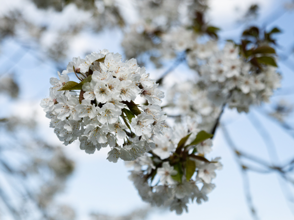 Seasonal Guided Walk: Blossom Time
