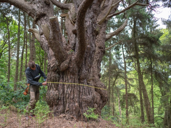Ranger Walk-Ancient Trees of Killerton-The Great Big Green Week