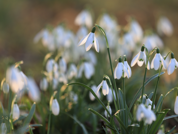 Snowdrops: The Specialist Collection Tours 2026