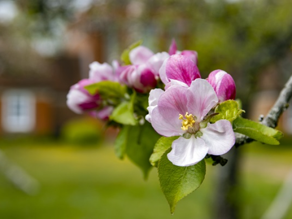 Blossom Painting