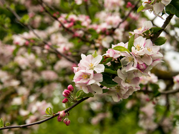 SEND-friendly Storytelling Session with the Blossom Fairy