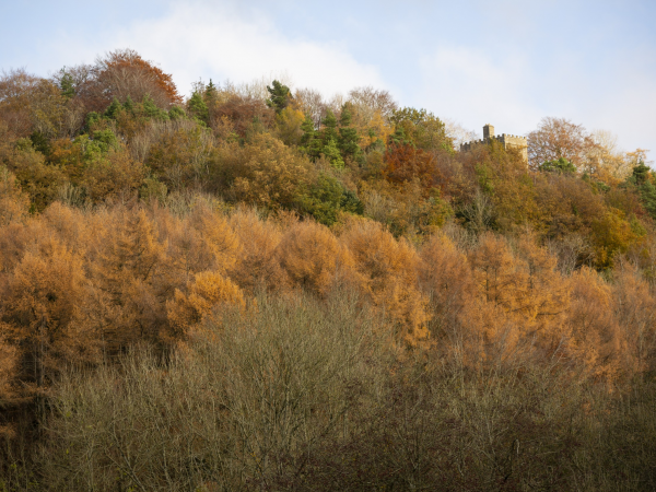 Morning birdsong walk at Woodchester Park