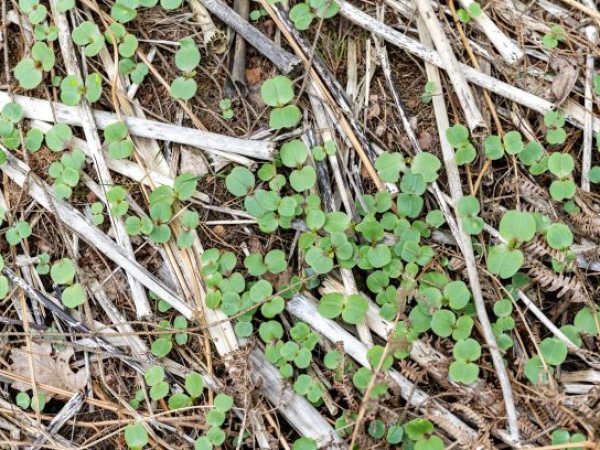 Balsam Bashing Volunteer Sessions