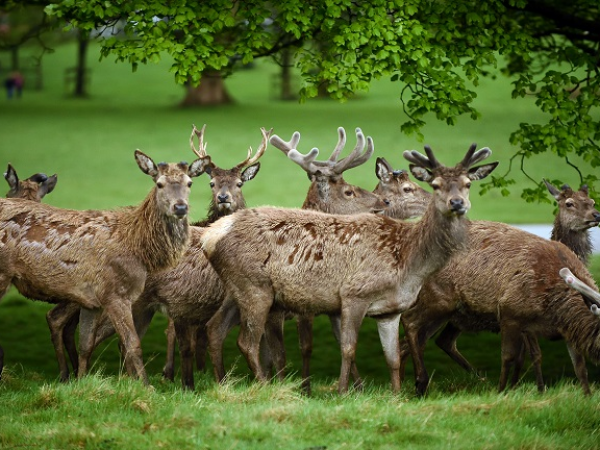 Morning Rut Walk