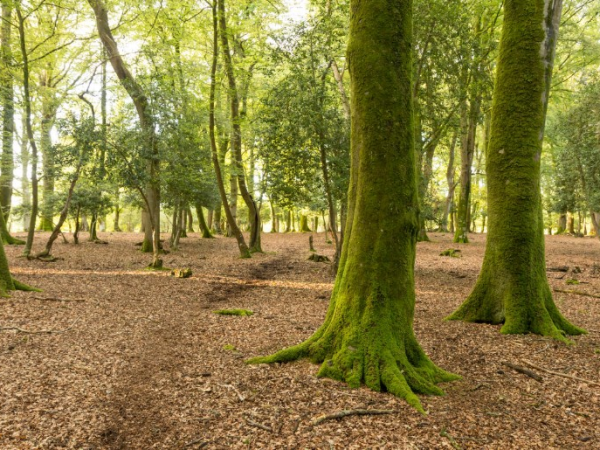 Guided walk at Wallington: Winter walk