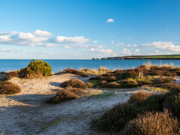 Discover the Hidden Fungi of Studland: A Guided Walk with Andy Knott