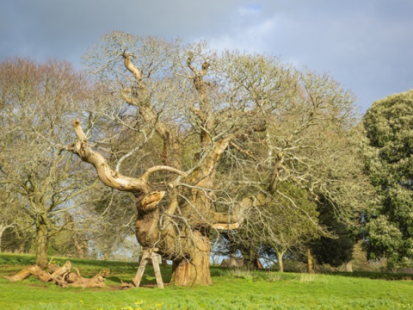Ranger Walk: Killerton's Veteran Trees