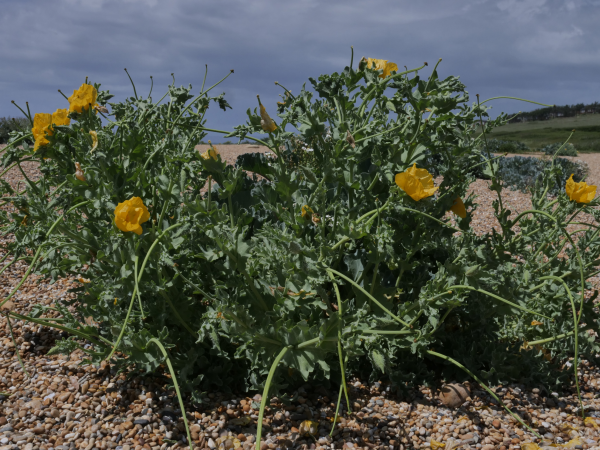 Guided walk at Cogden - Wild Flower Meadows